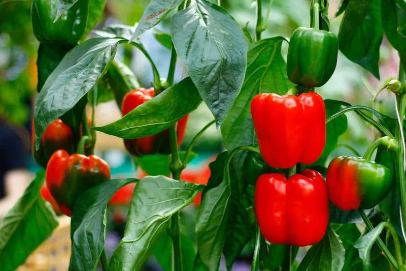 Pepper