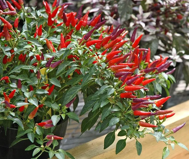 Peppers