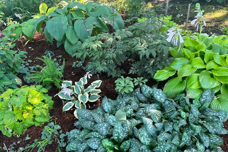 Perennial Borders