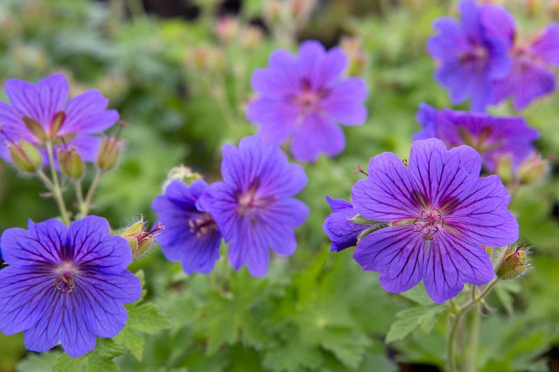 Perennial Geranium