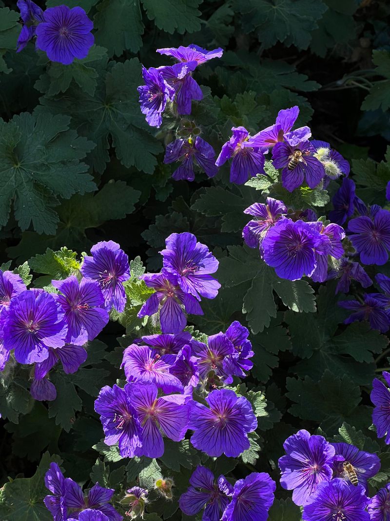 Perennial Geranium