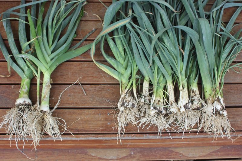 Perennial Leeks