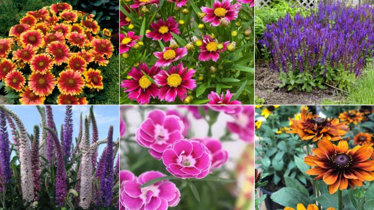 25 Perennials That Deliver Big Beautiful Blooms Their First Year