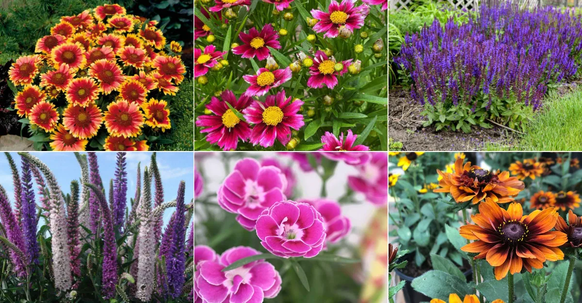 Perennials That Deliver Big Beautiful Blooms Their First Year