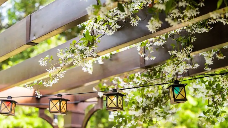 Pergola with Vines