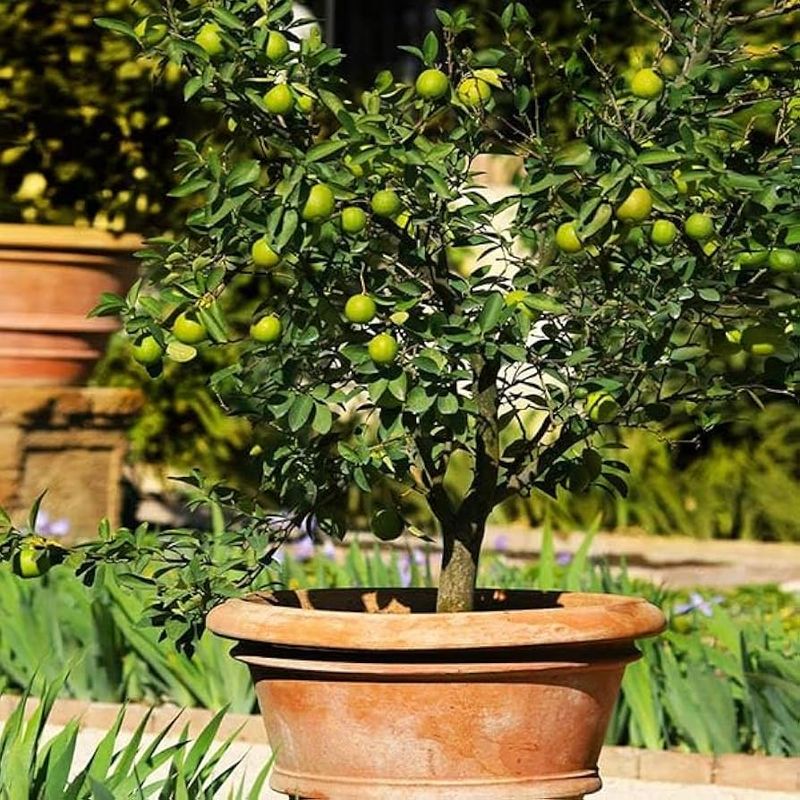 Persian Lime Tree