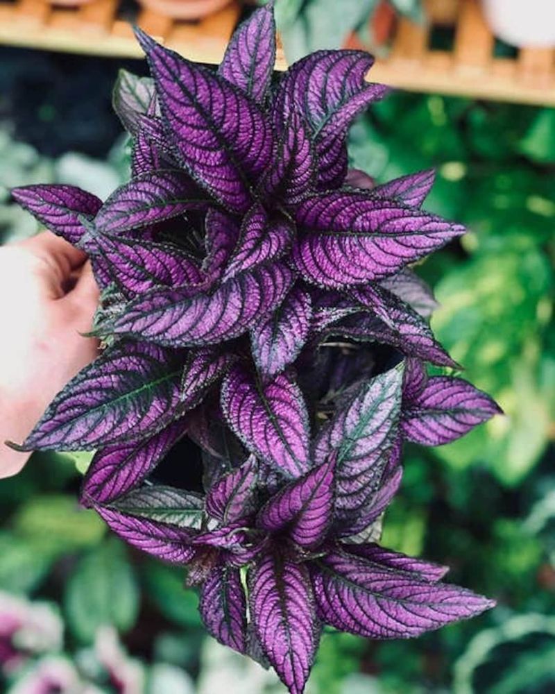 Persian Shield