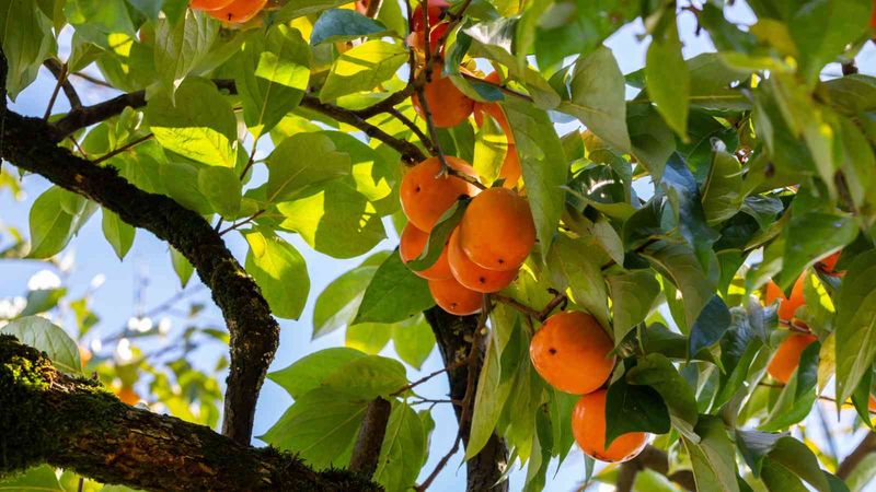 Persimmon Tree