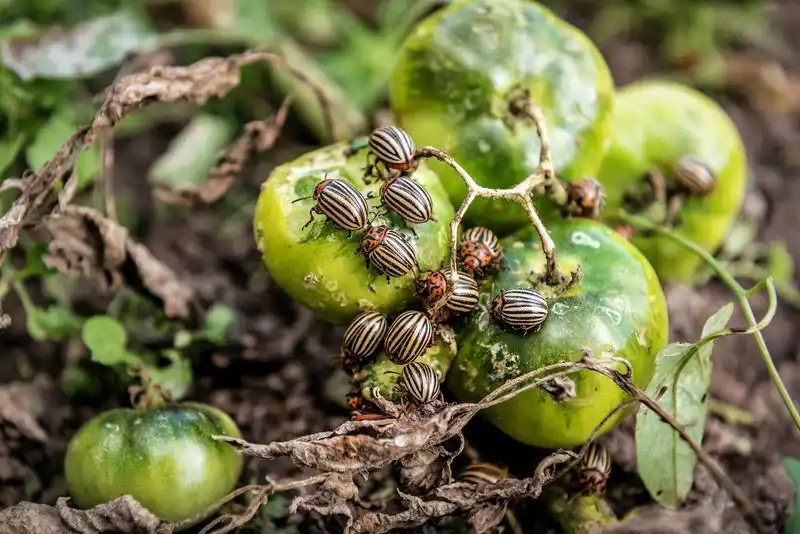 Pest-Attracting Features