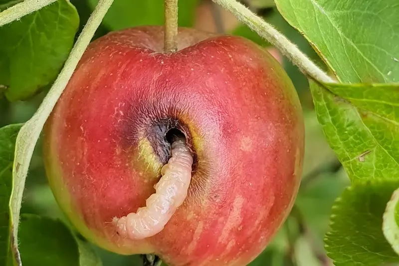 Pest and Disease Management