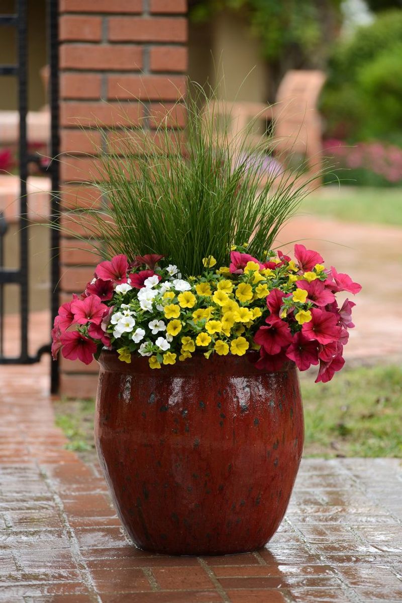 Petunia Container Garden