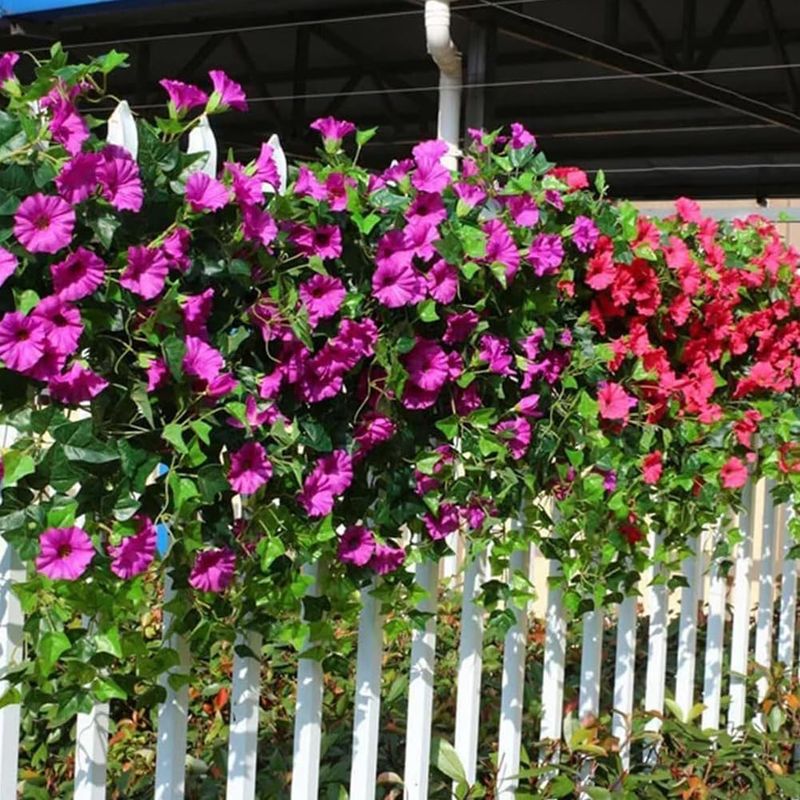 Petunia Fence Line