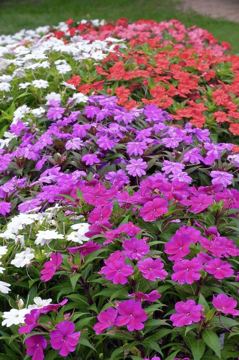 Petunia Ground Cover