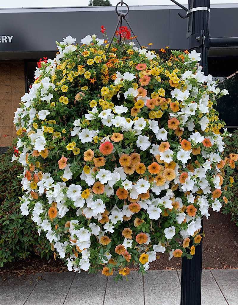 Petunia Hanging Tower