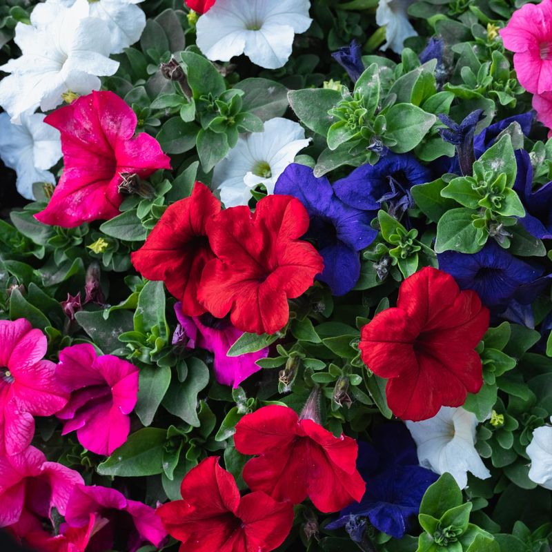 Petunia Mixed Border