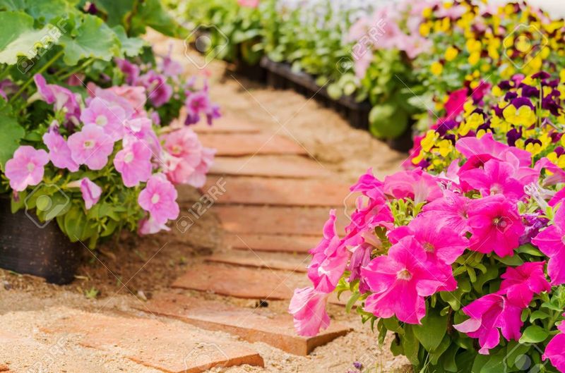 Petunia Pathway