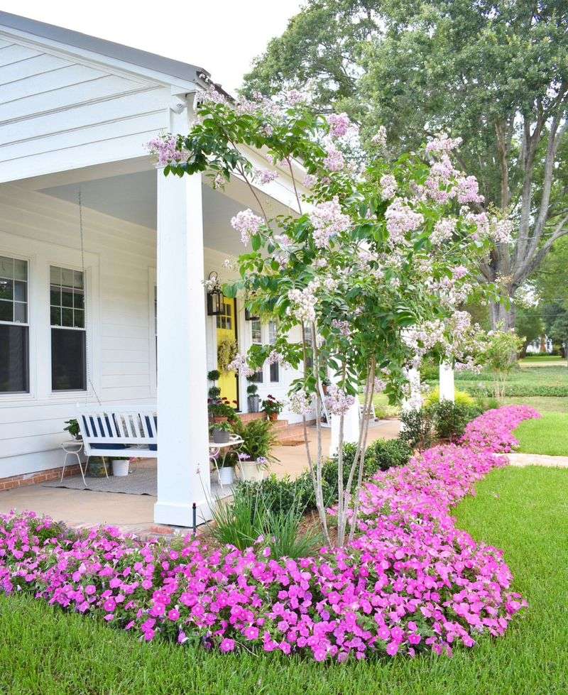 Petunia Patio Paradise