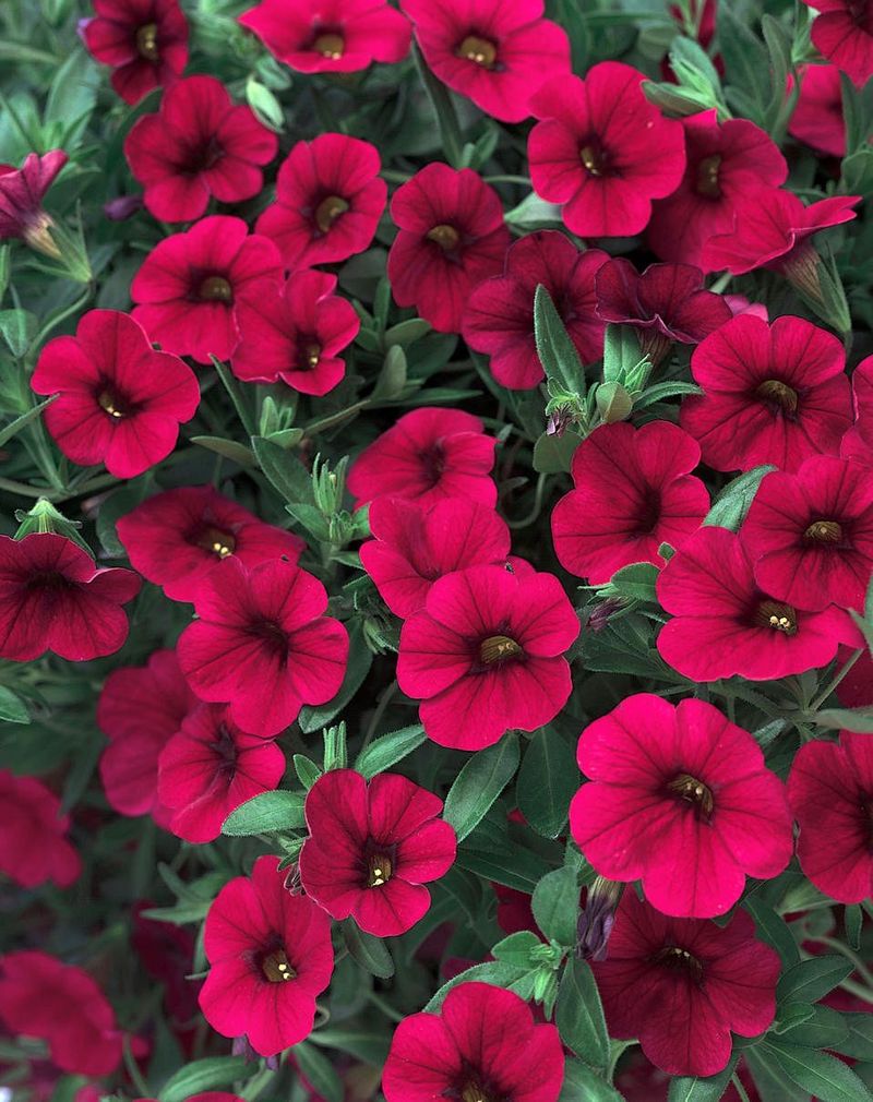 Petunia Trellis