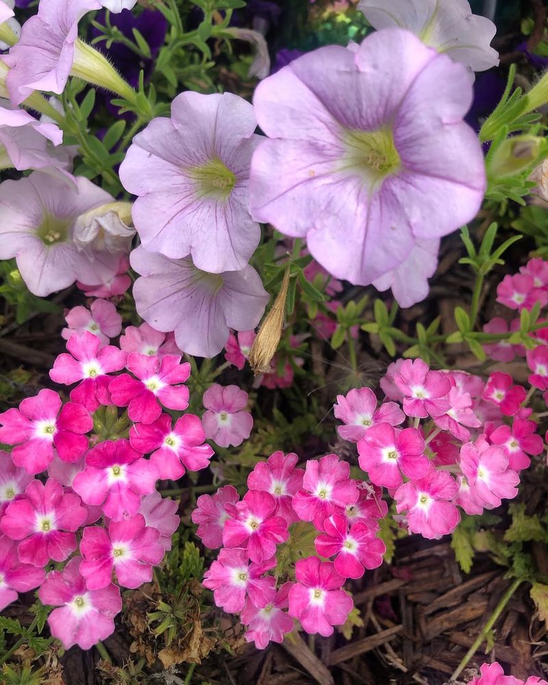 Petunias