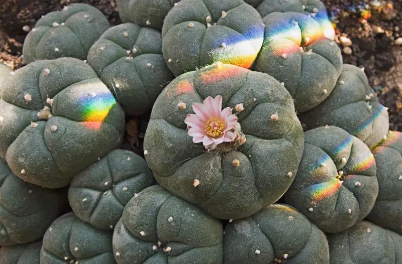 Peyote from Mexico