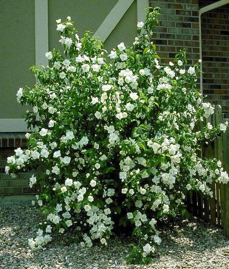 Philadelphus (Mock Orange)