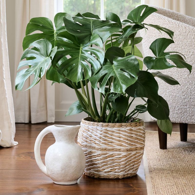 Philodendron