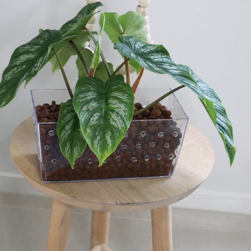 Philodendron