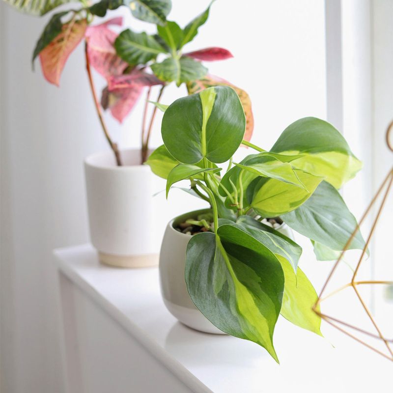 Philodendron