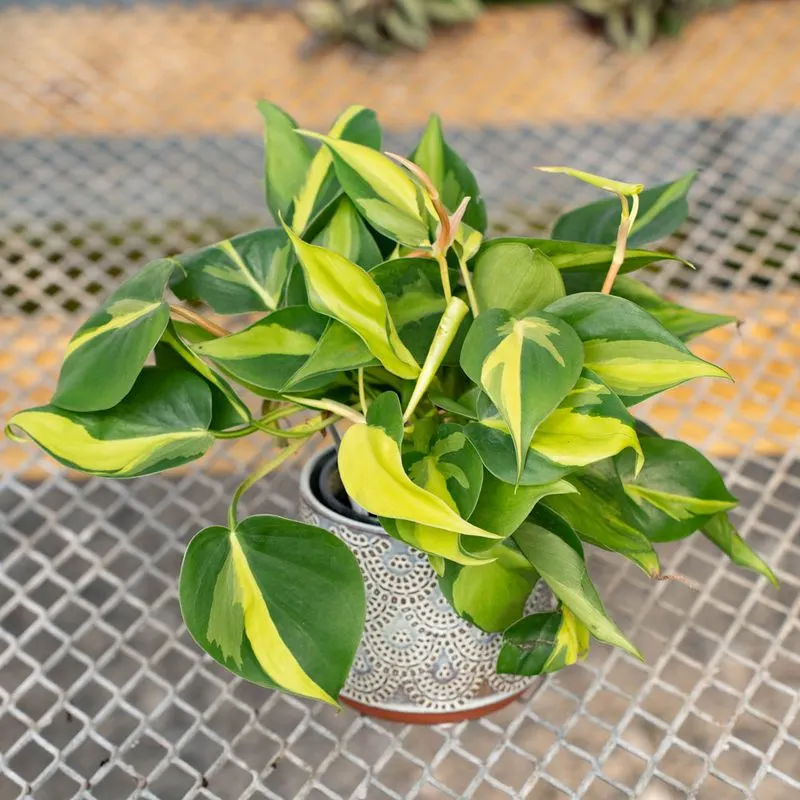 Philodendron Brasil