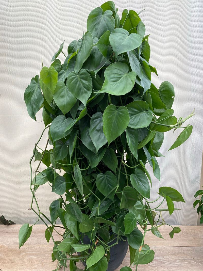 Philodendron