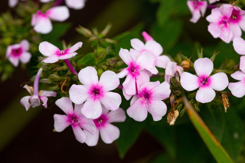 Phlox