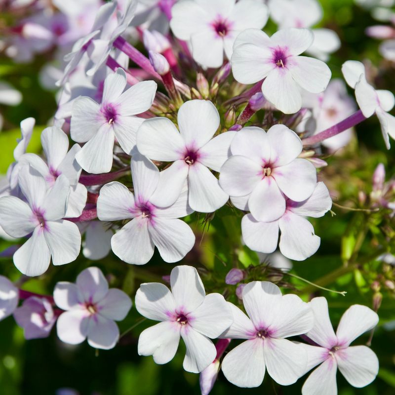 Phlox