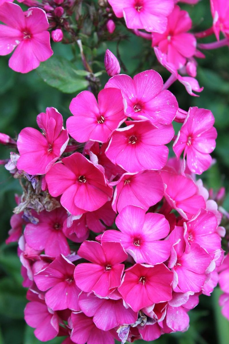 Phlox