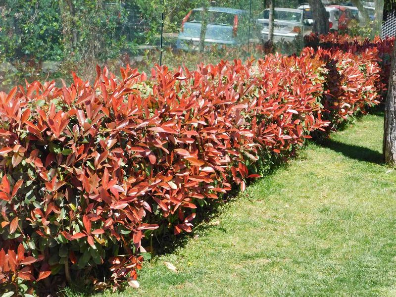 Photinia