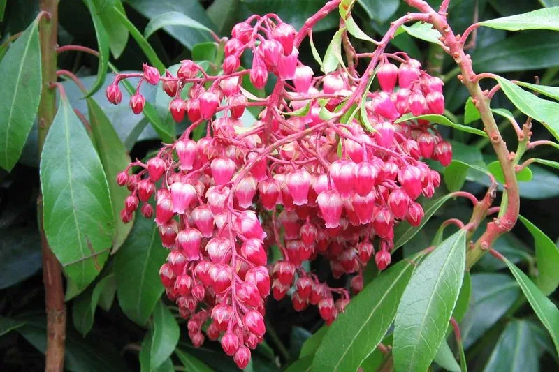 Pieris japonica