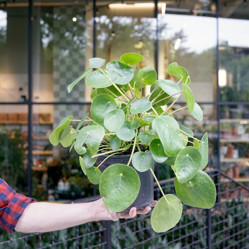 Pilea Peperomioides