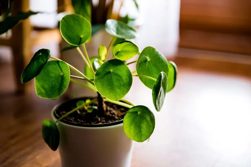 Pilea Peperomioides