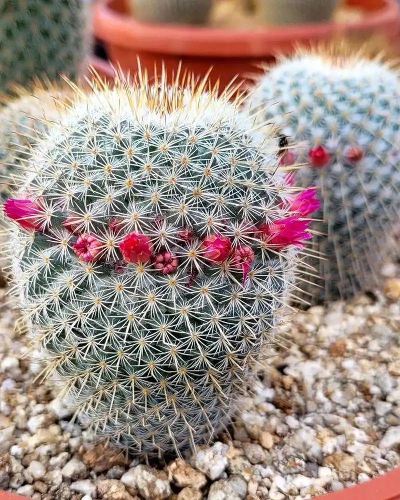 Pincushion Cactus