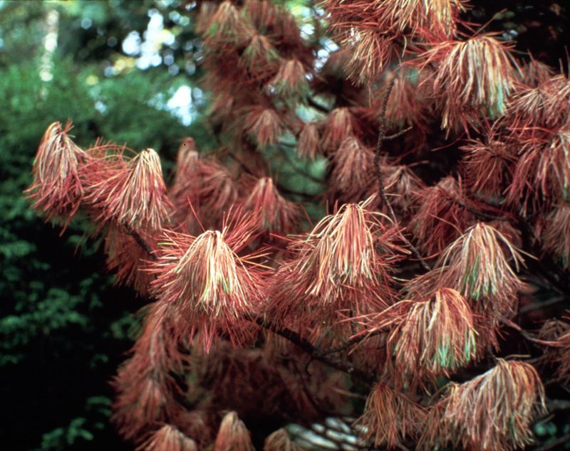 Pine Wilt Nematode