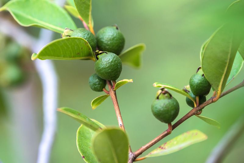 Pineapple Guava Tree