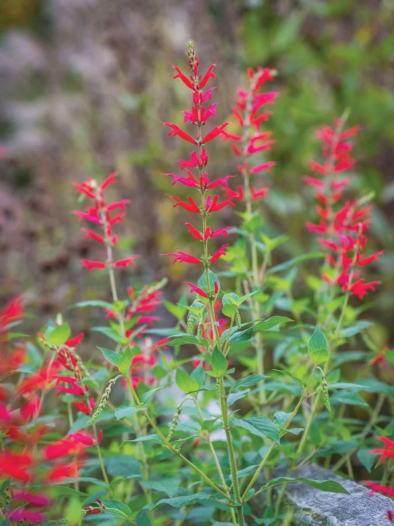 Pineapple Sage