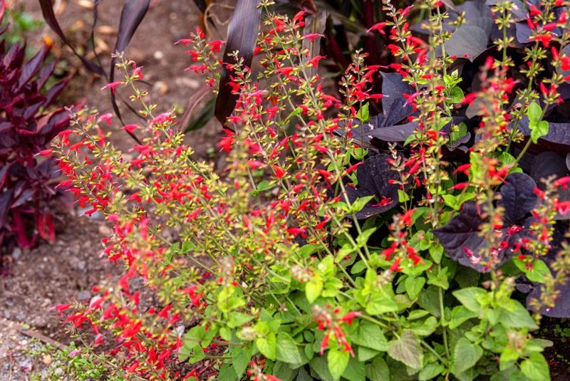Pineapple Sage