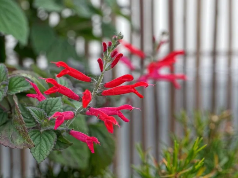 Pineapple Sage