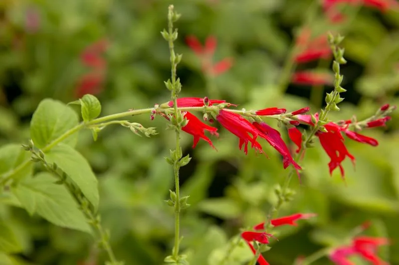 Pineapple Sage