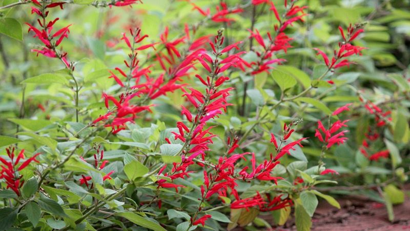 Pineapple Sage