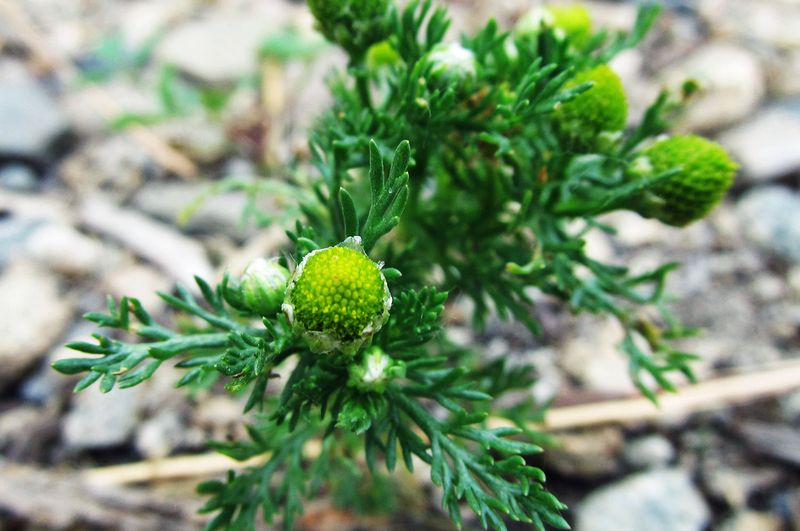 Pineapple Weed