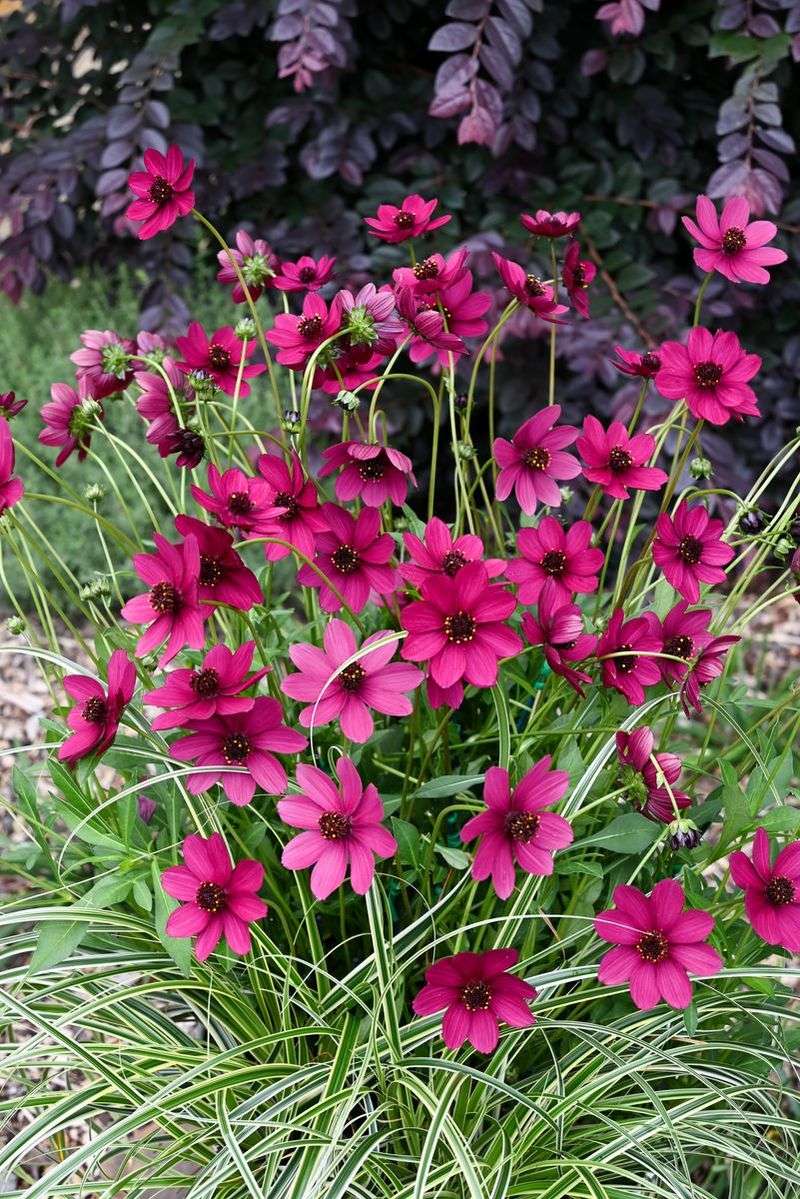 Pink Chocolate Cosmos