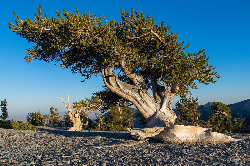 Pinus Longaeva (Bristlecone Pine)