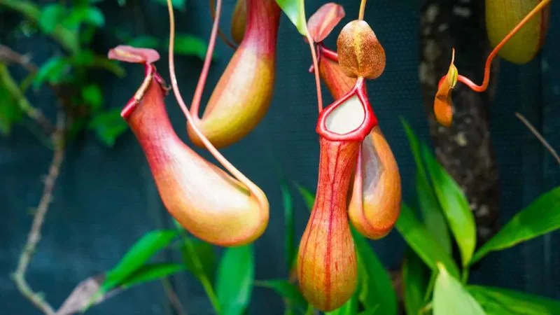 Pitcher Plant