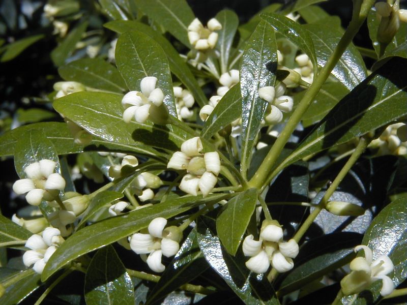 Pittosporum